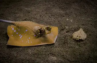 Blue-spotted stingray gliding over the El Dorado artificial reef in Dauin